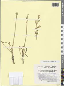 Ornithogalum hajastanum Agapova, Caucasus, Armenia (K5) (Armenia)