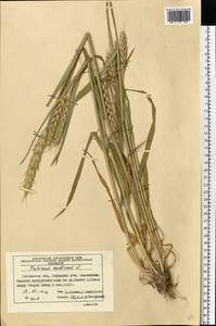 Triticum aestivum L., Eastern Europe, Moscow region (E4a) (Russia)