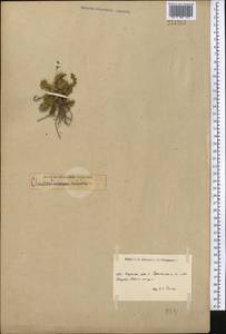 Tanacetum richterioides (C. Winkl.) K. Bremer & Humphries, Middle Asia, Northern & Central Tian Shan (M4) (Kyrgyzstan)