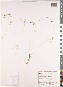 Ranunculus aquatilis L., Siberia, Central Siberia (S3) (Russia)