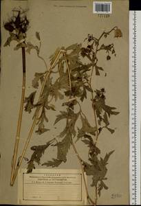 Aconitum kusnezoffii Rchb., Siberia, Russian Far East (S6) (Russia)