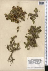 Allardia tridactylites (Kar. & Kir.) Sch. Bip., Middle Asia, Northern & Central Tian Shan (M4) (Kyrgyzstan)