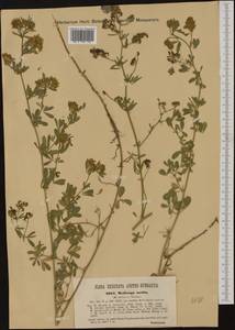 Medicago sativa subsp. varia (Martyn)Arcang., Western Europe (EUR) (Austria)