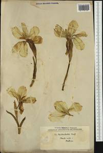Iris reichenbachii Heuff., Western Europe (EUR) (Albania)