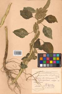 Amaranthus retroflexus L., Siberia, Russian Far East (S6) (Russia)