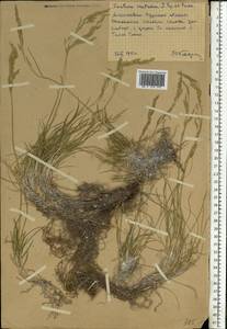 Festuca cretacea T.I.Popov ex Proskor., Eastern Europe, Central forest-and-steppe region (E6) (Russia)