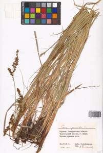 Carex paniculata L., Eastern Europe, West Ukrainian region (E13) (Ukraine)