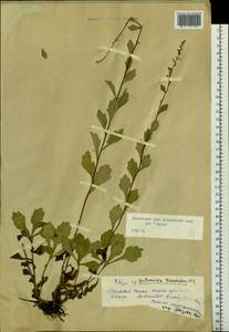 Artemisia keiskeana Miq., Siberia, Russian Far East (S6) (Russia)