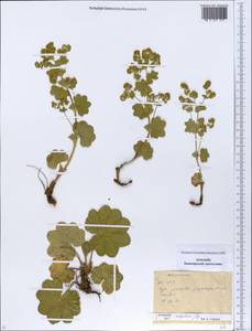 Alchemilla rhiphaea Juz., Eastern Europe, Eastern region (E10) (Russia)