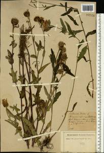 Centaurea jacea L., Eastern Europe, North-Western region (E2) (Russia)