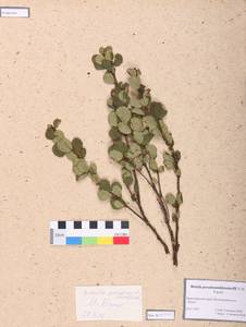 Betula fruticosa Pall., Siberia, Altai & Sayany Mountains (S2) (Russia)