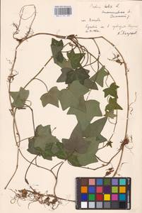 Hedera helix L., Eastern Europe, West Ukrainian region (E13) (Ukraine)