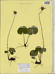 Dolichorrhiza correvoniana (Albov) Galushko, Caucasus, Krasnodar Krai & Adygea (K1a) (Russia)