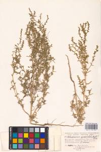 Petrosimonia oppositifolia (Pall.) Litv., Eastern Europe, Lower Volga region (E9) (Russia)