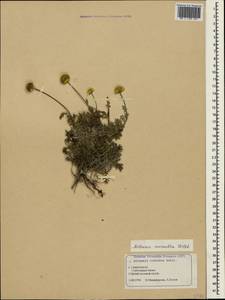 Cota monantha (Willd.) Oberpr. & Greuter, Crimea (KRYM) (Russia)