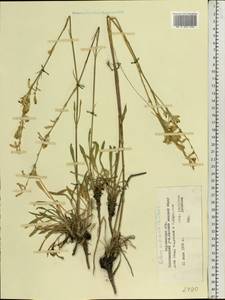 Silene sibirica (L.) Pers., Eastern Europe, Central forest-and-steppe region (E6) (Russia)