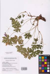 Geranium collinum Stephan ex Willd., Eastern Europe, Lower Volga region (E9) (Russia)