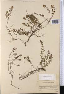 Thymus pulegioides subsp. montanus (Trevir.) Ronniger, Western Europe (EUR) (Switzerland)
