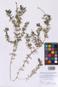 Myriophyllum spicatum L., Eastern Europe, Moscow region (E4a) (Russia)