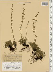 Artemisia alpina Pall. ex Willd., Caucasus, North Ossetia, Ingushetia & Chechnya (K1c) (Russia)