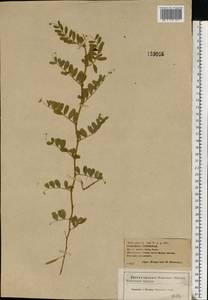 Vicia sativa L., Eastern Europe, Central forest-and-steppe region (E6) (Russia)