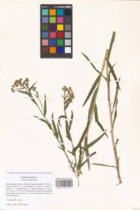 Achillea ptarmica L., Eastern Europe, Moscow region (E4a) (Russia)