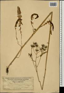 Crepis biennis L., Eastern Europe, Moscow region (E4a) (Russia)