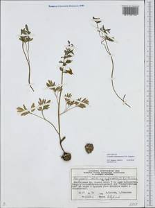Corydalis subjenisseensis E. M. Antipova, Siberia, Central Siberia (S3) (Russia)
