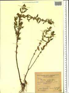 Marrubium peregrinum L., Eastern Europe, Moldova (E13a) (Moldova)