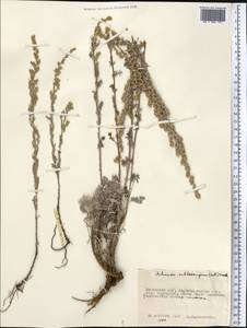 Artemisia sublessingiana (Keller) Krasch. ex Poljakov, Middle Asia, Muyunkumy, Balkhash & Betpak-Dala (M9) (Kazakhstan)