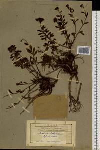 Phedimus selskanianus (Regel & Maack) 't Hart, Siberia, Russian Far East (S6) (Russia)