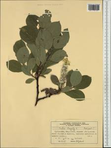 Salix lanata L., Western Europe (EUR) (Norway)