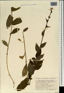 Asyneuma campanuloides (M.Bieb. ex Sims) Bornm., Caucasus, Armenia (K5) (Armenia)