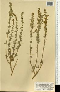 Artemisia rutifolia Steph. ex Spreng., Mongolia (MONG) (Mongolia)