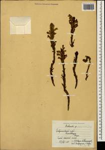 Phelipanche purpurea, Caucasus, Stavropol Krai, Karachay-Cherkessia & Kabardino-Balkaria (K1b) (Russia)