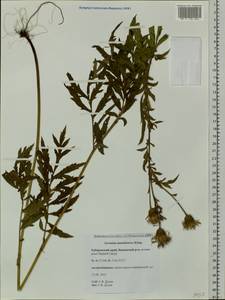 Serratula coronata subsp. coronata, Siberia, Russian Far East (S6) (Russia)