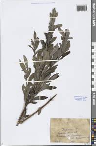 Salix, Middle Asia, Caspian Ustyurt & Northern Aralia (M8) (Kazakhstan)