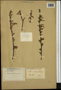 Salix elaeagnos, Western Europe (EUR) (Not classified)