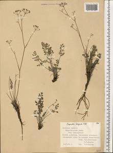 Pimpinella tragium Vill., Eastern Europe, South Ukrainian region (E12) (Ukraine)