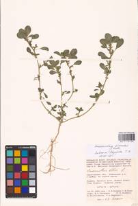 Amaranthus blitoides S. Watson, Eastern Europe, Lower Volga region (E9) (Russia)