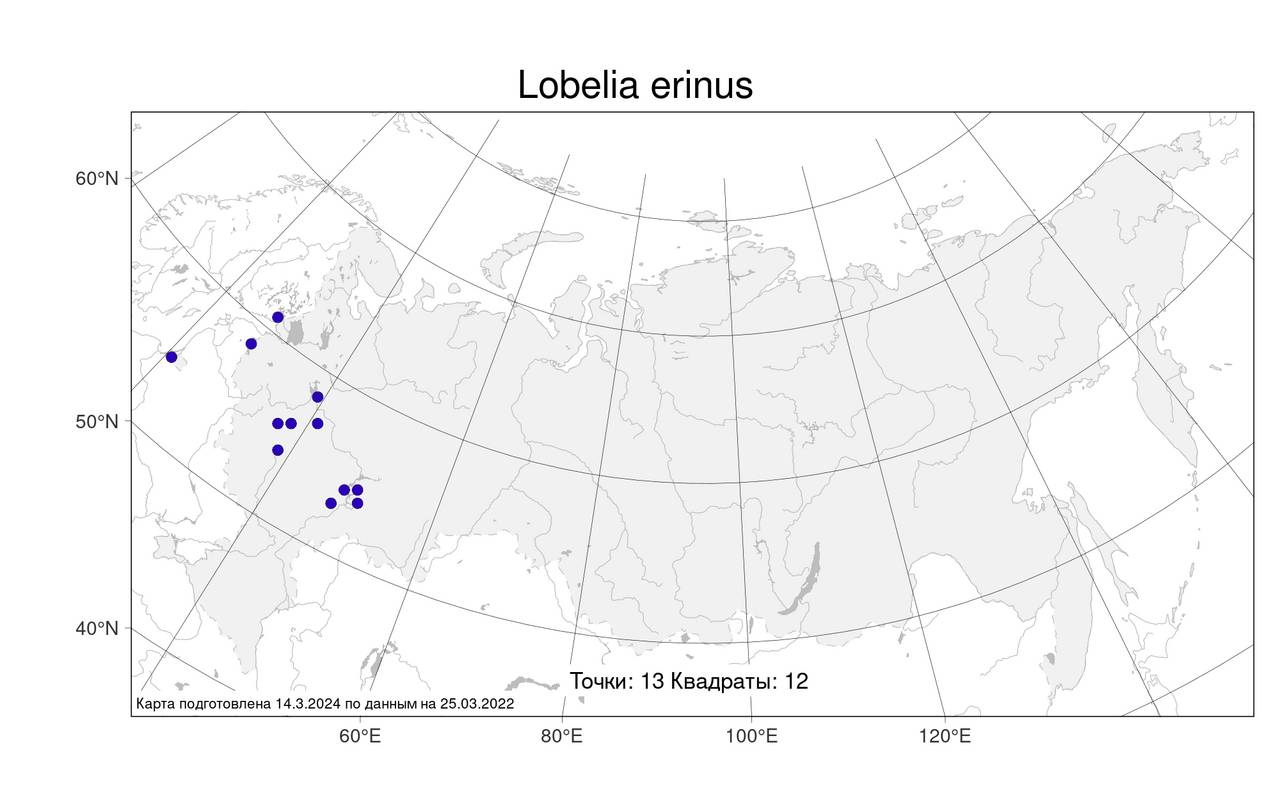 Lobelia erinus L., Atlas of the Russian Flora (FLORUS) (Russia)