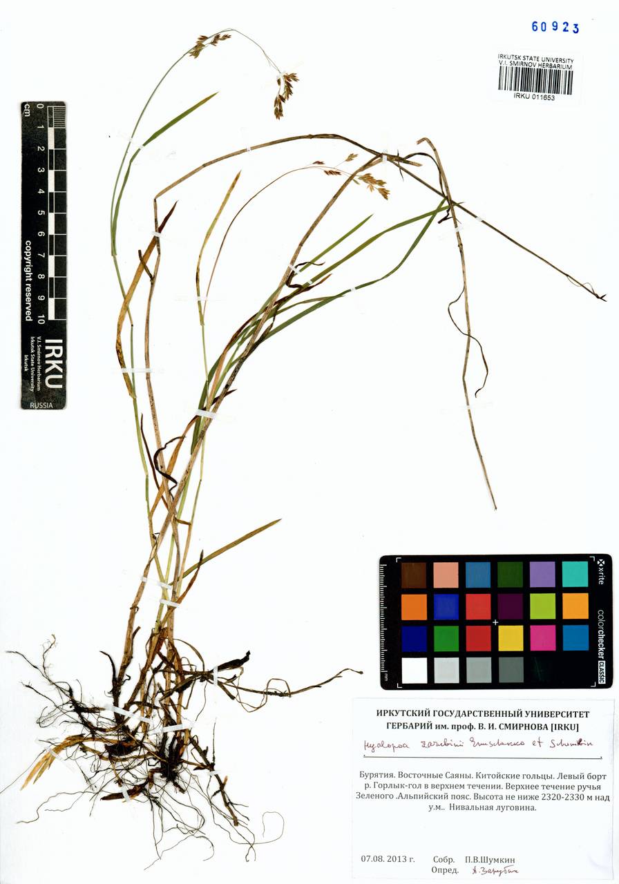 Hyalopoa lanatiflora (Roshev.) Tzvelev, Siberia, Baikal & Transbaikal region (S4) (Russia)
