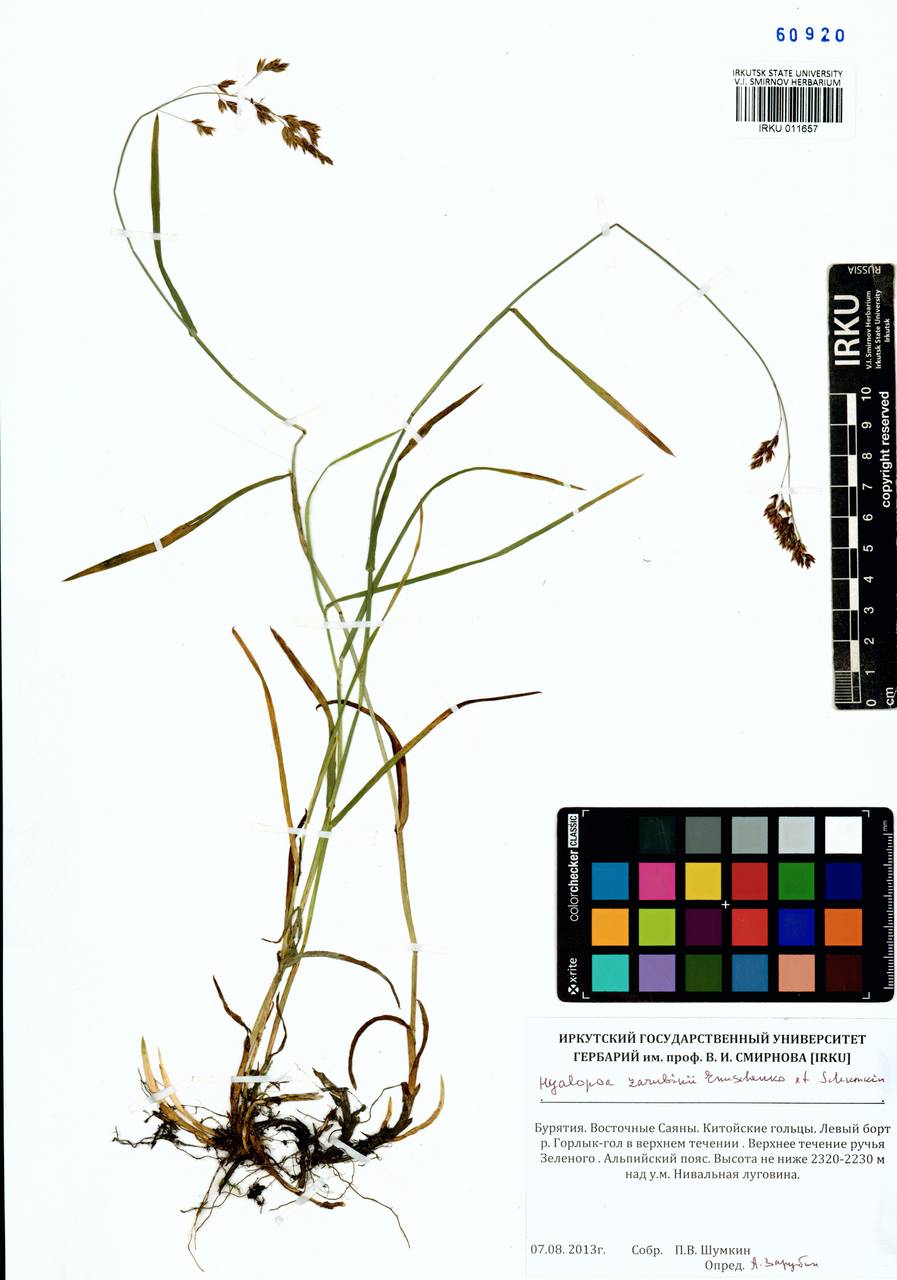 Hyalopoa lanatiflora (Roshev.) Tzvelev, Siberia, Baikal & Transbaikal region (S4) (Russia)