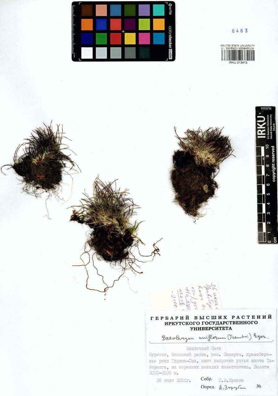 Trichophorum uniflorum (Trautv.) Malyschev & Lukitsch., Siberia, Baikal & Transbaikal region (S4) (Russia)