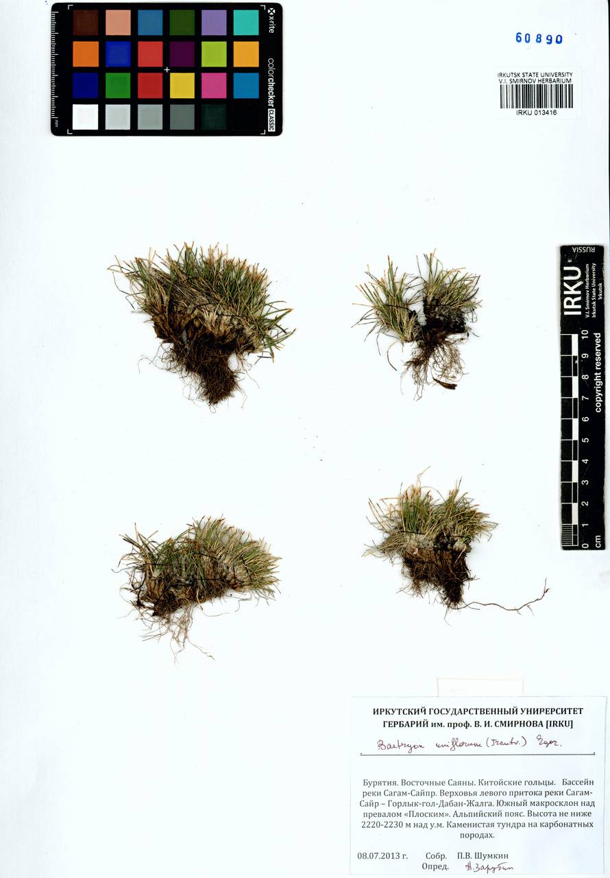 Trichophorum uniflorum (Trautv.) Malyschev & Lukitsch., Siberia, Baikal & Transbaikal region (S4) (Russia)
