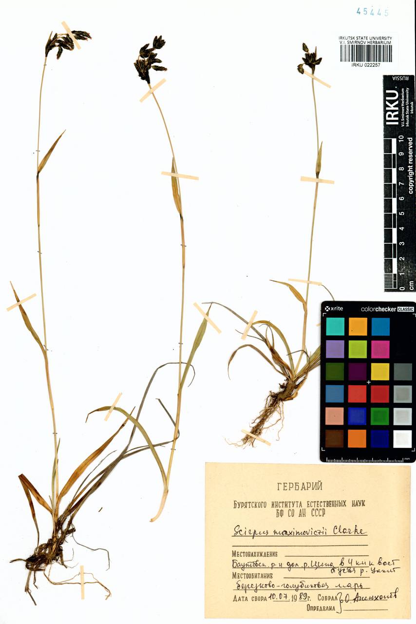 Scirpus maximowiczii C.B.Clarke, Siberia, Baikal & Transbaikal region (S4) (Russia)
