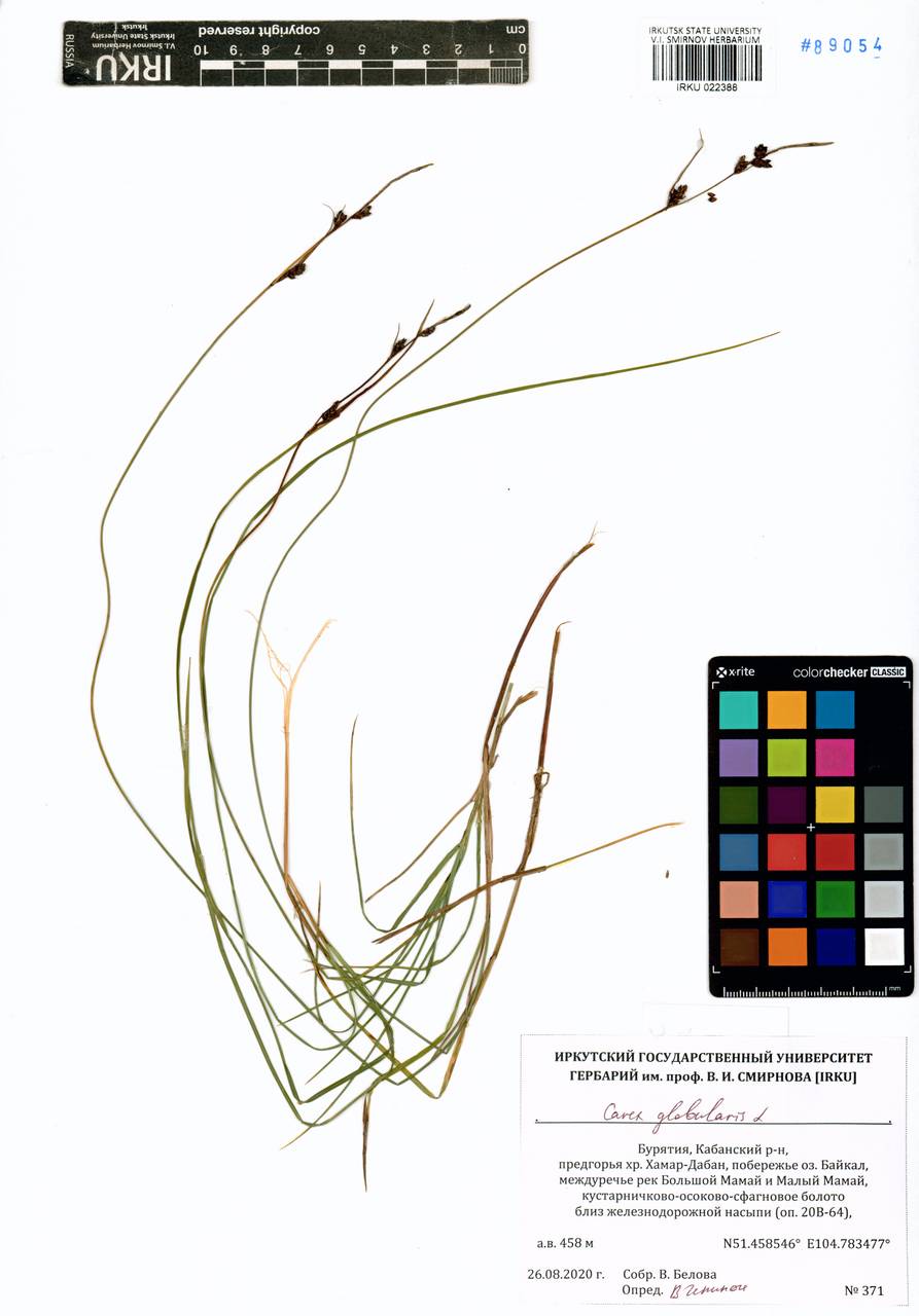 Carex globularis L., Siberia, Baikal & Transbaikal region (S4) (Russia)