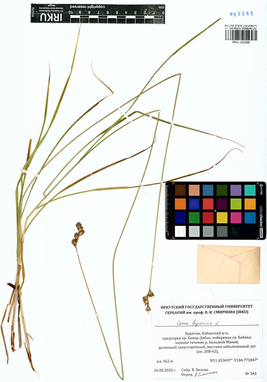 Carex leporina L., Siberia, Baikal & Transbaikal region (S4) (Russia)