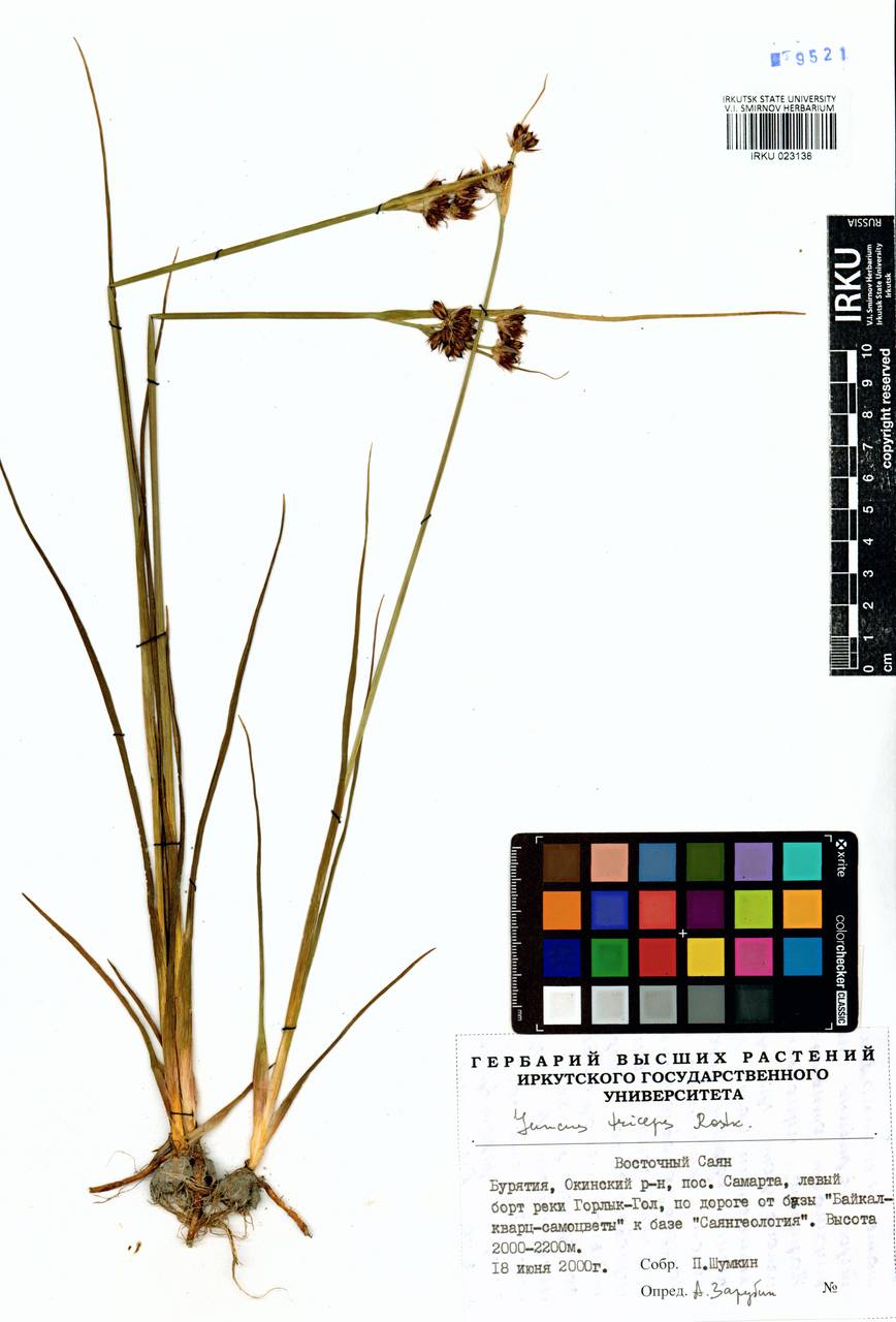 Juncus castaneus subsp. triceps (Rostk.) V. Novik., Siberia, Baikal & Transbaikal region (S4) (Russia)