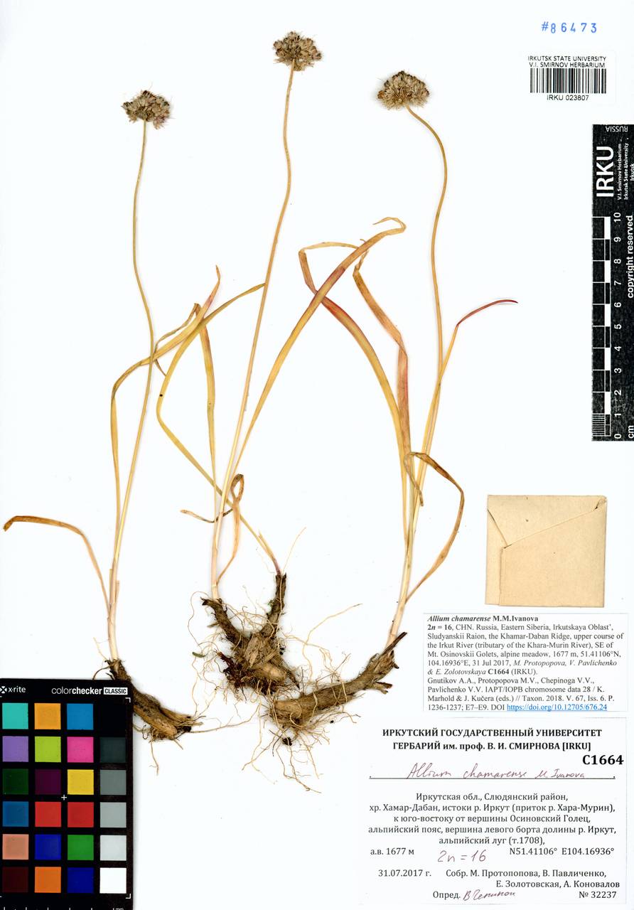 Allium chamarense M.M.Ivanova, Siberia, Baikal & Transbaikal region (S4) (Russia)